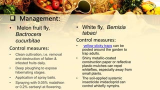  Management:
• Melon fruit fly,
Bactrocera
cucurbitae
Control measures:
• Clean cultivation, i.e. removal
and destruction of fallen &
infested fruits daily.
• Deep ploughing to expose
hibernating stages.
• Application of spray baits.
• Spraying with 0.05% malathion
or 0.2% carbaryl at flowering.
• White fly, Bemisia
tabaci
Control measures:
• yellow sticky traps can be
posted around the garden to
trap adults.
• Shiny metallic-coated
construction paper or reflective
plastic mulches can repel
whiteflies, especially away from
small plants.
• The soil-applied systemic
insecticide imidacloprid can
control whitefly nymphs.
 