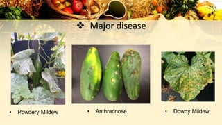  Major disease
• Powdery Mildew • Anthracnose • Downy Mildew
 