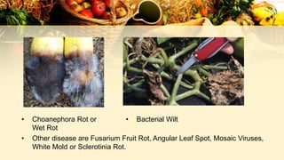 • Choanephora Rot or
Wet Rot
• Bacterial Wilt
• Other disease are Fusarium Fruit Rot, Angular Leaf Spot, Mosaic Viruses,
White Mold or Sclerotinia Rot.
 