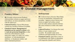 Disease management
• ID: Erysiphe cichoracearum Produces
white powdery colonies on upper and lower
leaf surfaces, on stems and petioles. (visible
with the naked eye)
• Cultural Practices: Choose PM tolerant
varieties for cucurbit of interest if available.
• Chemical Control: Management of
chemicals use for control is critical; refer
to tank mix protectant fungicides or other
chemicals (chlorothalonil, maneb,
mancozeb, copper, oil, sulfur, etc.) with a
strobilurin ; or with demethylation
inhibitors or thiophanate-methyl and
follow alternation protocol. .
• Powdery Mildew
• ID: Colletotrichum orbiculare More likely
to occur on muskmelon, watermelon and
cucumber. Appears as tan or brown oval
lesions on upper leaf surface; raised
acervuli (often salmon-colored) with hair-
like setae (whiskers) (visible with a hand
lens).
• Cultural Practices: Use disease-free seed;
follow a 2-year rotation out of
cucurbits. Be mindful under moist
conditions and high humidity for 24 hrs.
• Chemical Control: Apply Bravo alone or
in combination with Topsin in alternation
with fungicides (Quadris and Cabrio).
• Anthracnose
 