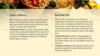 • ID: Pseudoperonospora cubensis Chlorotic spots
appear on the upper leaf surface and purplish or
gray spores form on these spots on the lower leaf
surface. (visible with a hand lens)
• Chemical Control: Consider using Acrobat tank
mixed with a protectant labeled for the cucurbit of
interest (chlorothalonil, maneb or mancozeb, and
alternated with Ridomil Gold Bravo or Ridomil
Gold Copper or Gavel.
• Downy Mildew
• ID: Erwinia tracheiphila is the bacterium
responsible for bacterial wilt and replicates only
in the xylem; wilt appears initially on leaves and
then on one or more runners on a plant; look for
vascular browning in the xylem by cutting at the
grown level (crown of plant) (visible to the naked
eye)
• Cultural Practices: Beetles will aggregate on
preferred varieties (due to cucurbitacins levels);
this feature makes use of a susceptible variety as a
trap crop.
• Chemical Control: Imidacloprid (Admire) is the
preferred material for striped beetle control, but
others are registered.
• Bacterial Wilt
 