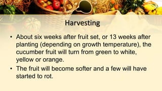 Harvesting
• About six weeks after fruit set, or 13 weeks after
planting (depending on growth temperature), the
cucumber fruit will turn from green to white,
yellow or orange.
• The fruit will become softer and a few will have
started to rot.
 