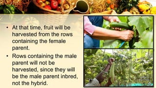 • At that time, fruit will be
harvested from the rows
containing the female
parent.
• Rows containing the male
parent will not be
harvested, since they will
be the male parent inbred,
not the hybrid.
 