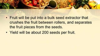 • Fruit will be put into a bulk seed extractor that
crushes the fruit between rollers, and separates
the fruit pieces from the seeds.
• Yield will be about 200 seeds per fruit.
 
