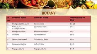 BOTANY
Sr
no.
Common name Scientific Name Chromosome no.
(2n)
1. Small gourd / little gourd Coccinia indica 2n = 28
2. Bottle gourd
(Lauki/ghiya/Dudhi)
Lagenaria siceraria 2n=22
3. Bitter gourd (karela) Momordica charantia L. 2n=22
4. Cucumber Cucumis sativus L. 2n=14
5. Pointed giurd (parwal): Trichosanthes dioica 2n=24
6. Sponge gourd(galaka) Luffa cylindrica 2n=26
7. Ridge gourd(turia) Ridge gourd(turia) 2n=26
 