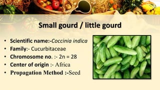 Small gourd / little gourd
• Scientific name:-Coccinia indica
• Family:- Cucurbitaceae
• Chromosome no. :- 2n = 28
• Center of origin :- Africa
• Propagation Method :-Seed
 
