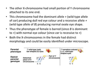 gpbr111lecture15cytologicalproofforcrossingover-191101060023.pdf
