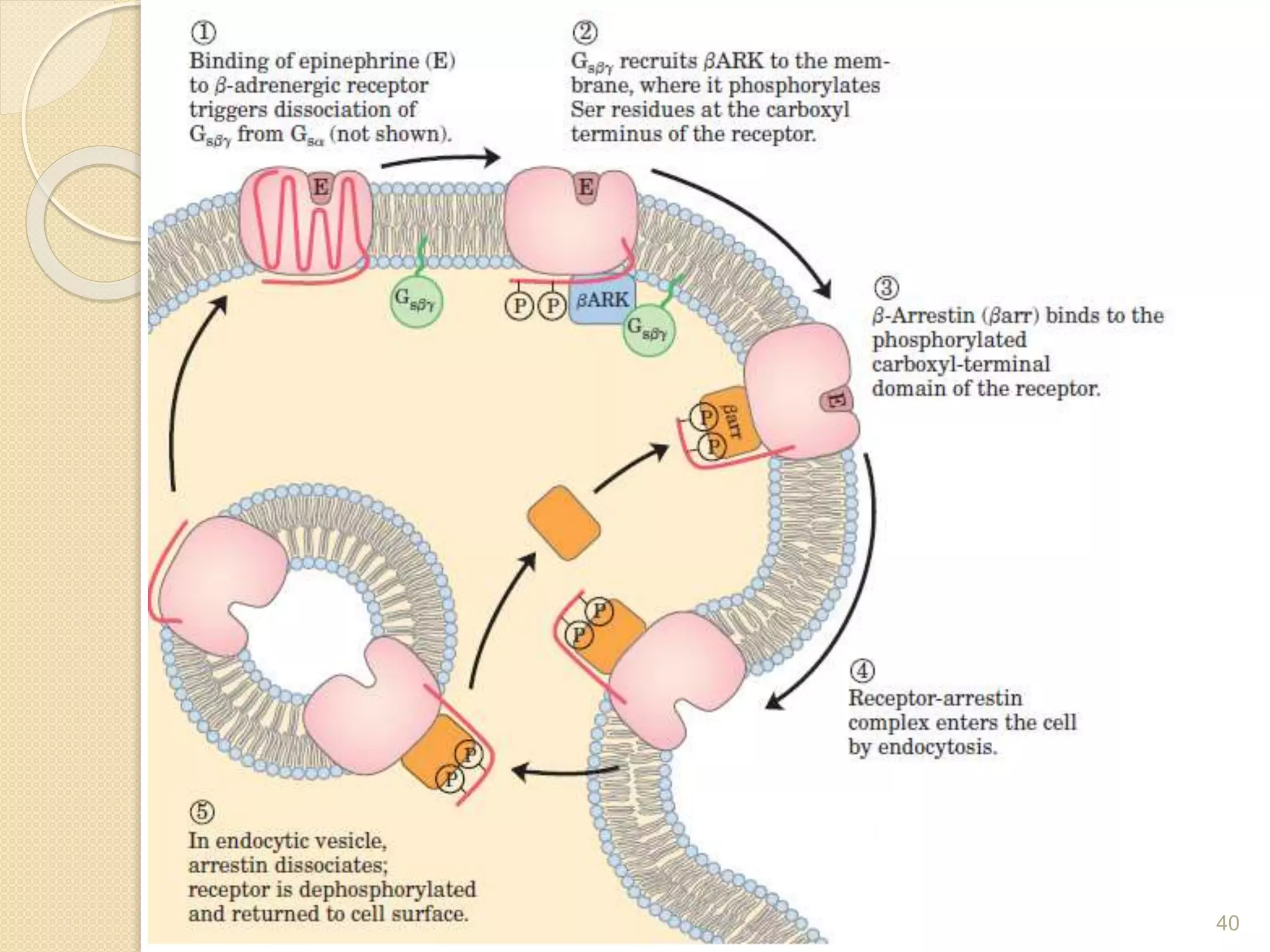 G- Protein Coupled Receptors | PPTX