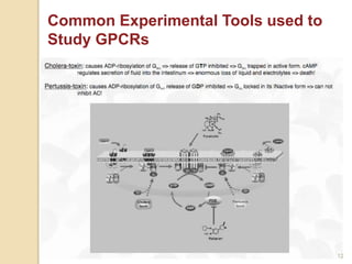 12
Common Experimental Tools used to
Study GPCRs
 