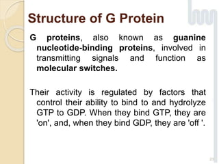 Structure of G Protein
G proteins, also known as guanine
nucleotide-binding proteins, involved in
transmitting signals and function as
molecular switches.
Their activity is regulated by factors that
control their ability to bind to and hydrolyze
GTP to GDP. When they bind GTP, they are
'on', and, when they bind GDP, they are 'off '.
23
 