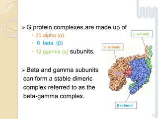  G protein complexes are made up of
 20 alpha (α)
 6 beta (β)
 12 gamma (γ) subunits.
 Beta and gamma subunits
can form a stable dimeric
complex referred to as the
beta-gamma complex.
α subunit
β subunit
γ subunit
24
 