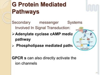 G Protein Mediated
Pathways
Secondary messenger Systems
Involved In Signal Transduction:
Adenylate cyclase cAMP mediated
pathway
 Phospholipase mediated pathway
GPCR s can also directly activate the
ion channels
28
 