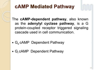 cAMP Mediated Pathway
The cAMP-dependent pathway, also known
as the adenylyl cyclase pathway, is a G
protein-coupled receptor triggered signaling
cascade used in cell communication.
 Gs cAMP Dependent Pathway
 Gi cAMP Dependent Pathway
29
 