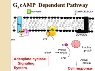GTP
GDP
 GDP
GTP

ATP
cAMP
Cell response
AT
Protein
kinase
ADP
P
Inactive
protein
Active
protein
hormone
Adenylate cyclase
Signaling
System
AC
RS
Inhibitor
Ri


CYTOSOL
EXTRACELLULA
R
30
Gs cAMP Dependent Pathway
 