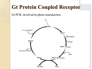33
Gt PCR: involved in photo transduction.
Gt Protein Coupled Receptor
 