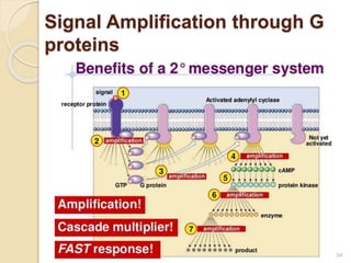 Signal Amplification through G
proteins
34
 