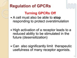 Regulation of GPCRs
Turning GPCRs Off
 A cell must also be able to stop
responding to protect overstimulation
 High activation of a receptor leads to a
reduced ability to be stimulated in the
future (desensitization)
 Can also significantly limit therapeutic
usefulness of many receptor agonists.
35
 