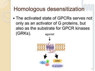 Homologous desensitization
 The activated state of GPCRs serves not
only as an activator of G proteins, but
also as the substrate for GPCR kinases
(GRKs).
39
 