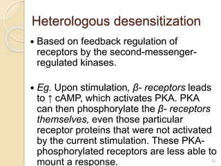  Based on feedback regulation of
receptors by the second-messenger-
regulated kinases.
 Eg. Upon stimulation, β- receptors leads
to ↑ cAMP, which activates PKA. PKA
can then phosphorylate the β- receptors
themselves, even those particular
receptor proteins that were not activated
by the current stimulation. These PKA-
phosphorylated receptors are less able to
mount a response. 42
Heterologous desensitization
 