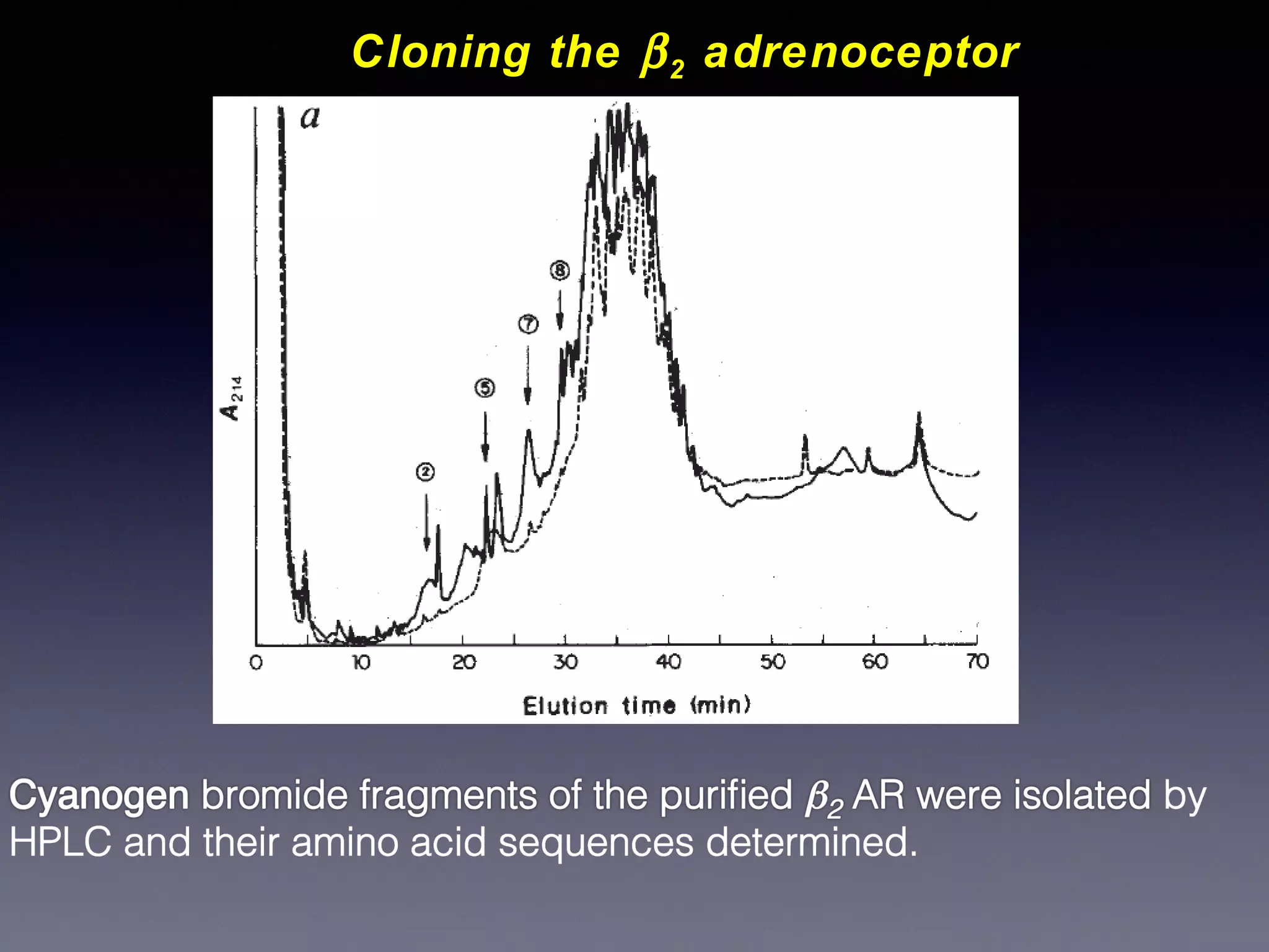 Cloning the β 2 adrenoceptor

 