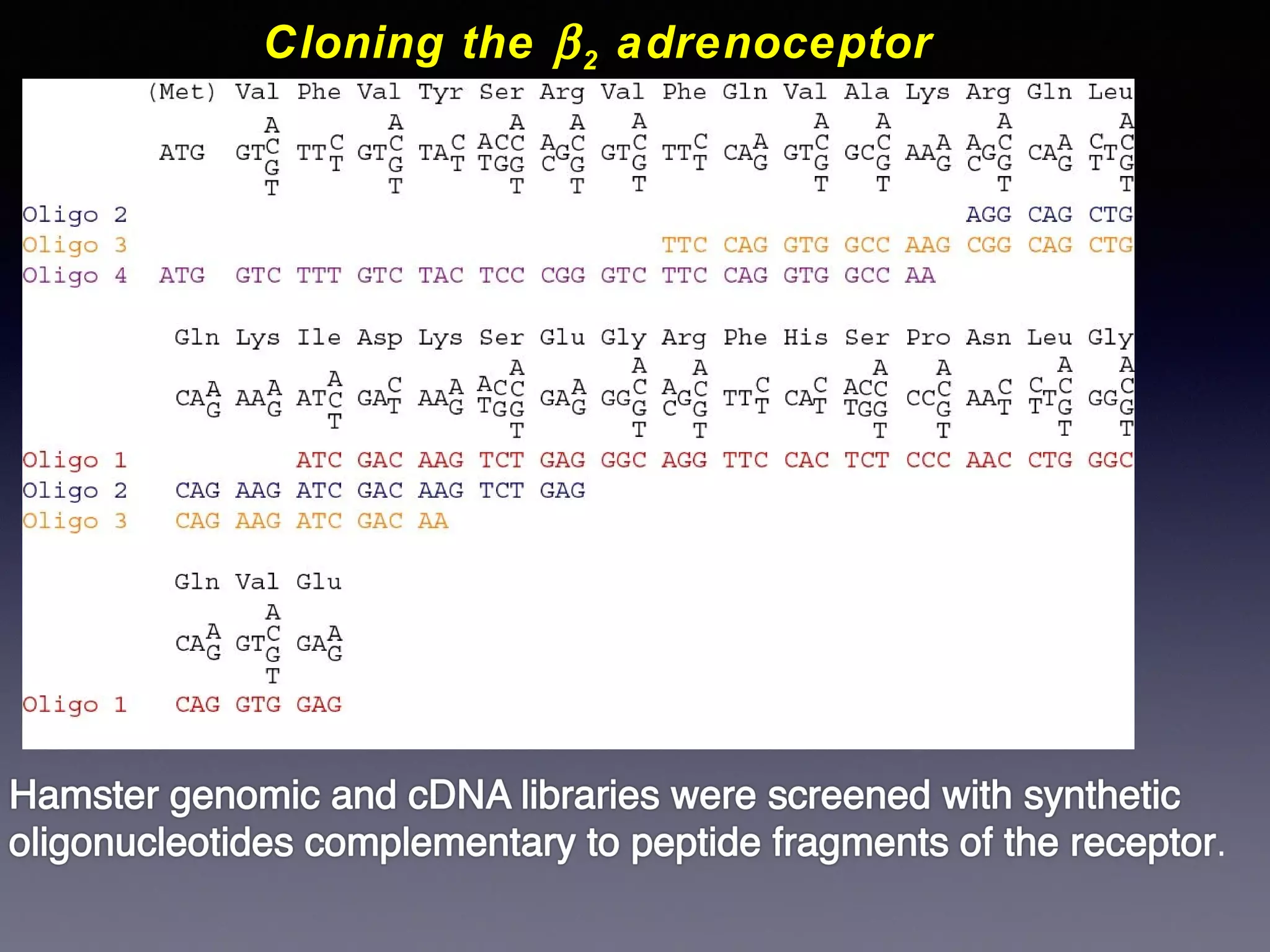 Cloning the β 2 adrenoceptor

 