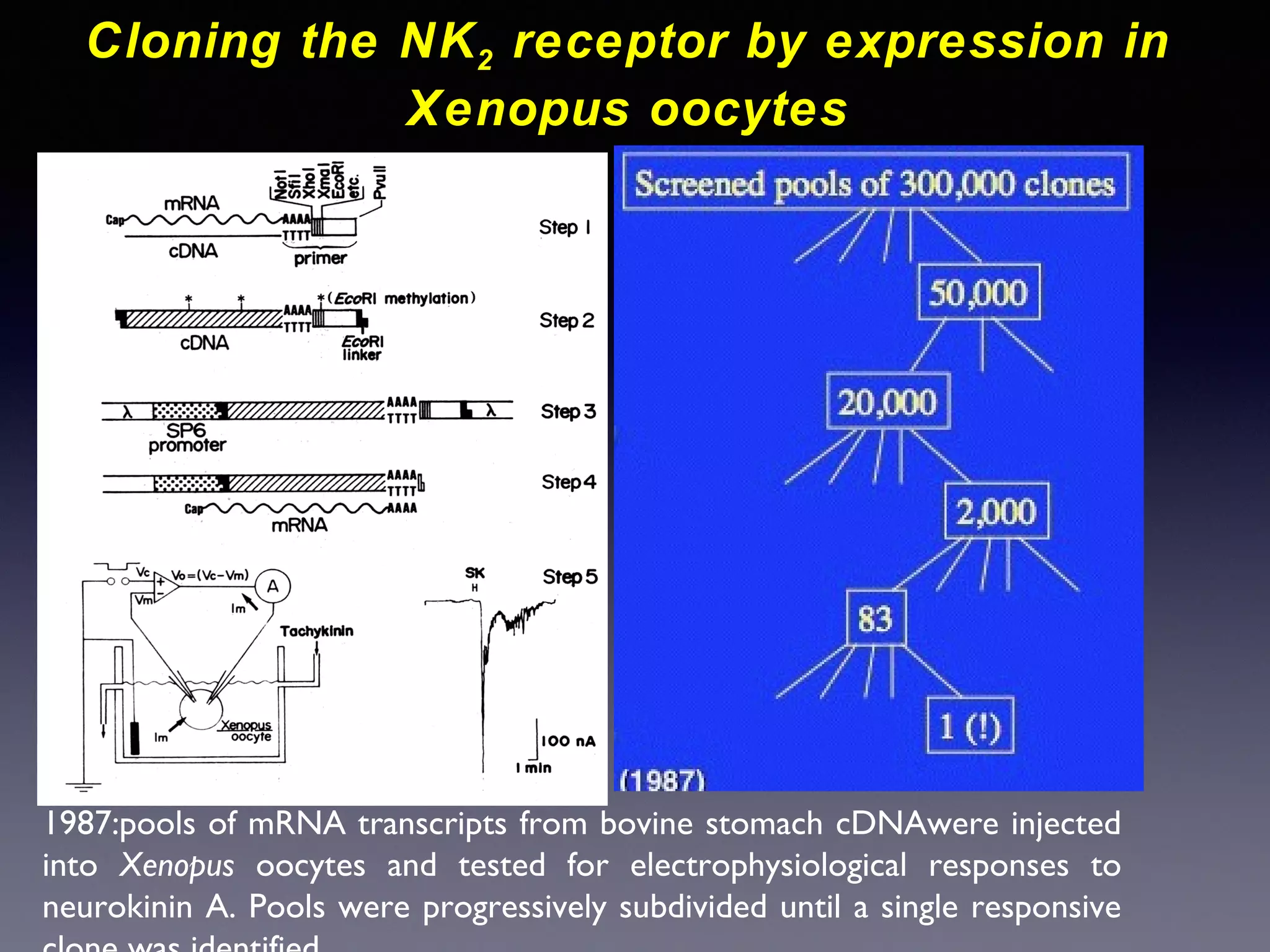 Cloning the NK 2 receptor by expression in
Xenopus oocytes

1987:pools of mRNA transcripts from bovine stomach cDNAwere injected
into Xenopus oocytes and tested for electrophysiological responses to
neurokinin A. Pools were progressively subdivided until a single responsive

 