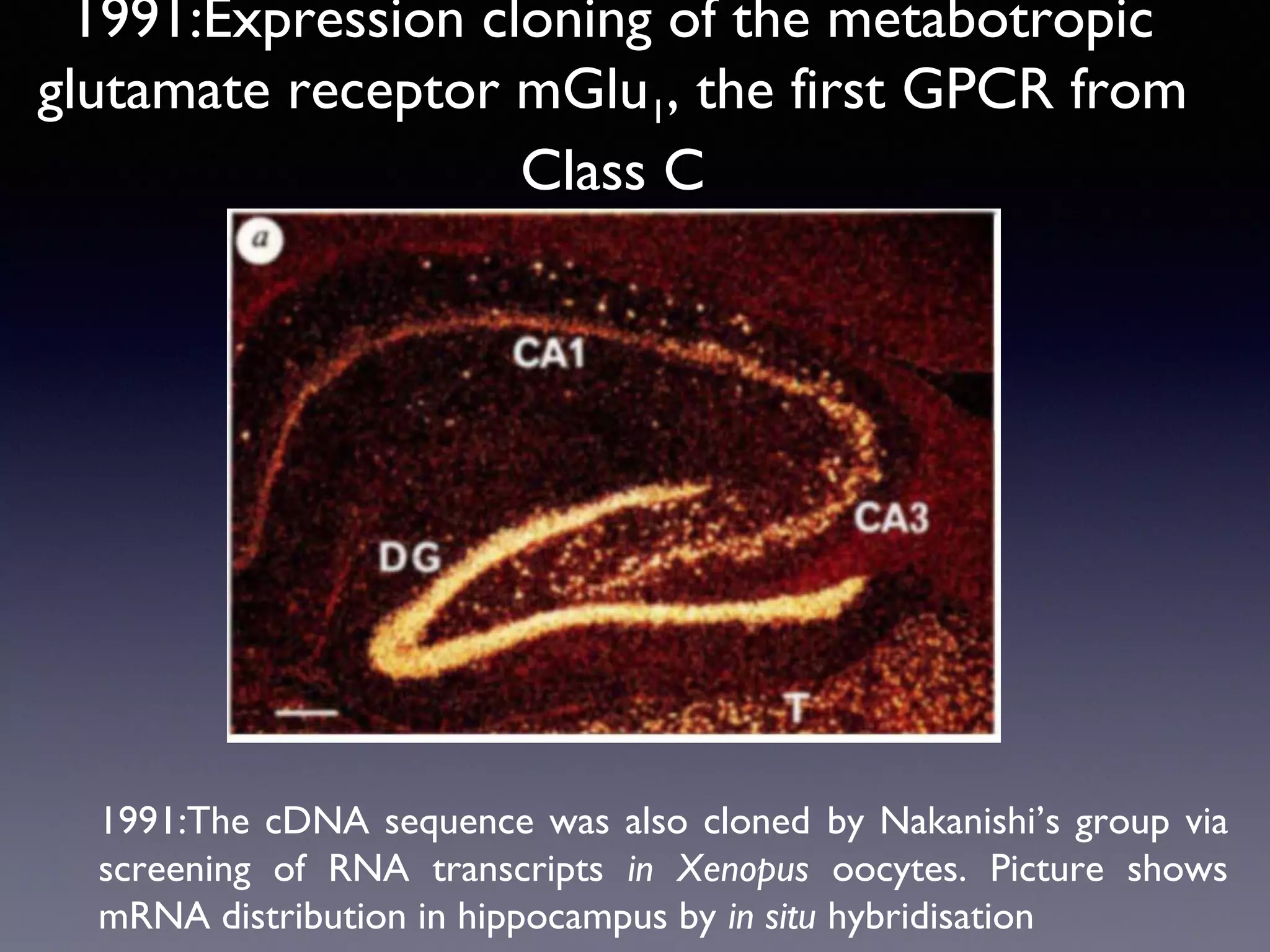 1991:Expression cloning of the metabotropic
glutamate receptor mGlu1, the first GPCR from
Class C

1991:The cDNA sequence was also cloned by Nakanishi’s group via
screening of RNA transcripts in Xenopus oocytes. Picture shows
mRNA distribution in hippocampus by in situ hybridisation

 
