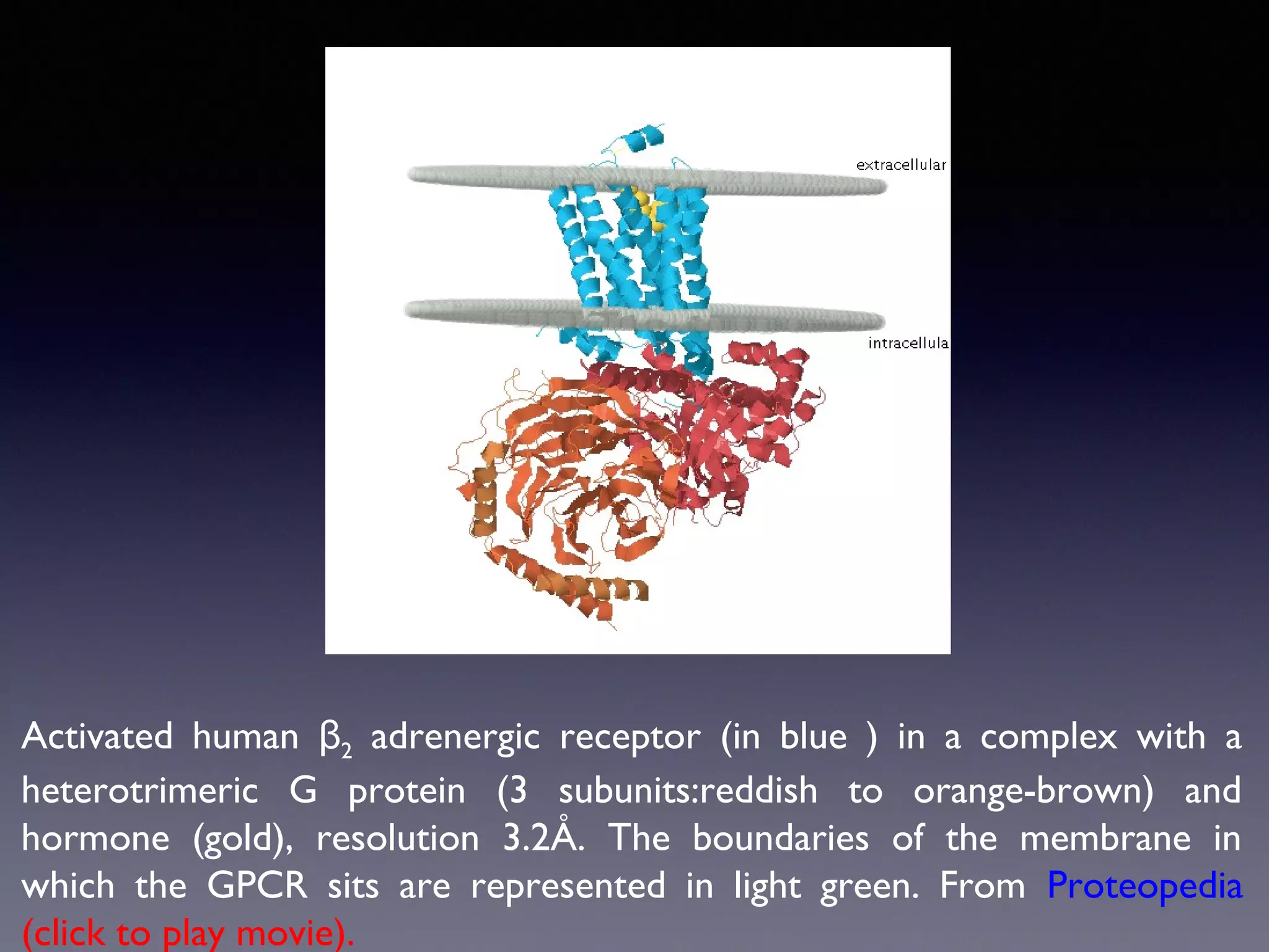 Activated human β2 adrenergic receptor (in blue ) in a complex with a
heterotrimeric G protein (3 subunits:reddish to orange-brown) and
hormone (gold), resolution 3.2Å. The boundaries of the membrane in
which the GPCR sits are represented in light green. From Proteopedia
(click to play movie).

 