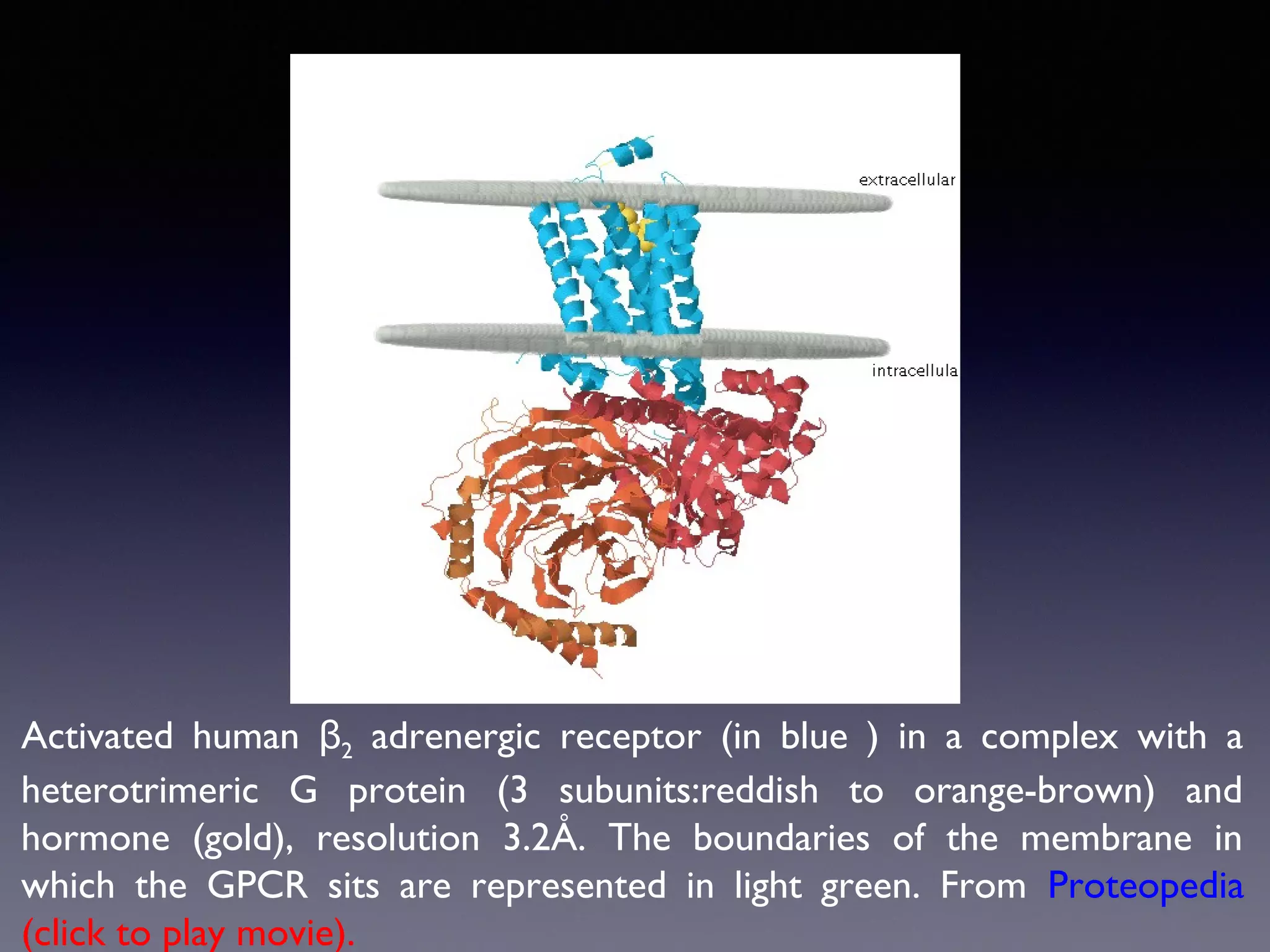 Activated human β2 adrenergic receptor (in blue ) in a complex with a
heterotrimeric G protein (3 subunits:reddish to orange-brown) and
hormone (gold), resolution 3.2Å. The boundaries of the membrane in
which the GPCR sits are represented in light green. From Proteopedia
(click to play movie).

 