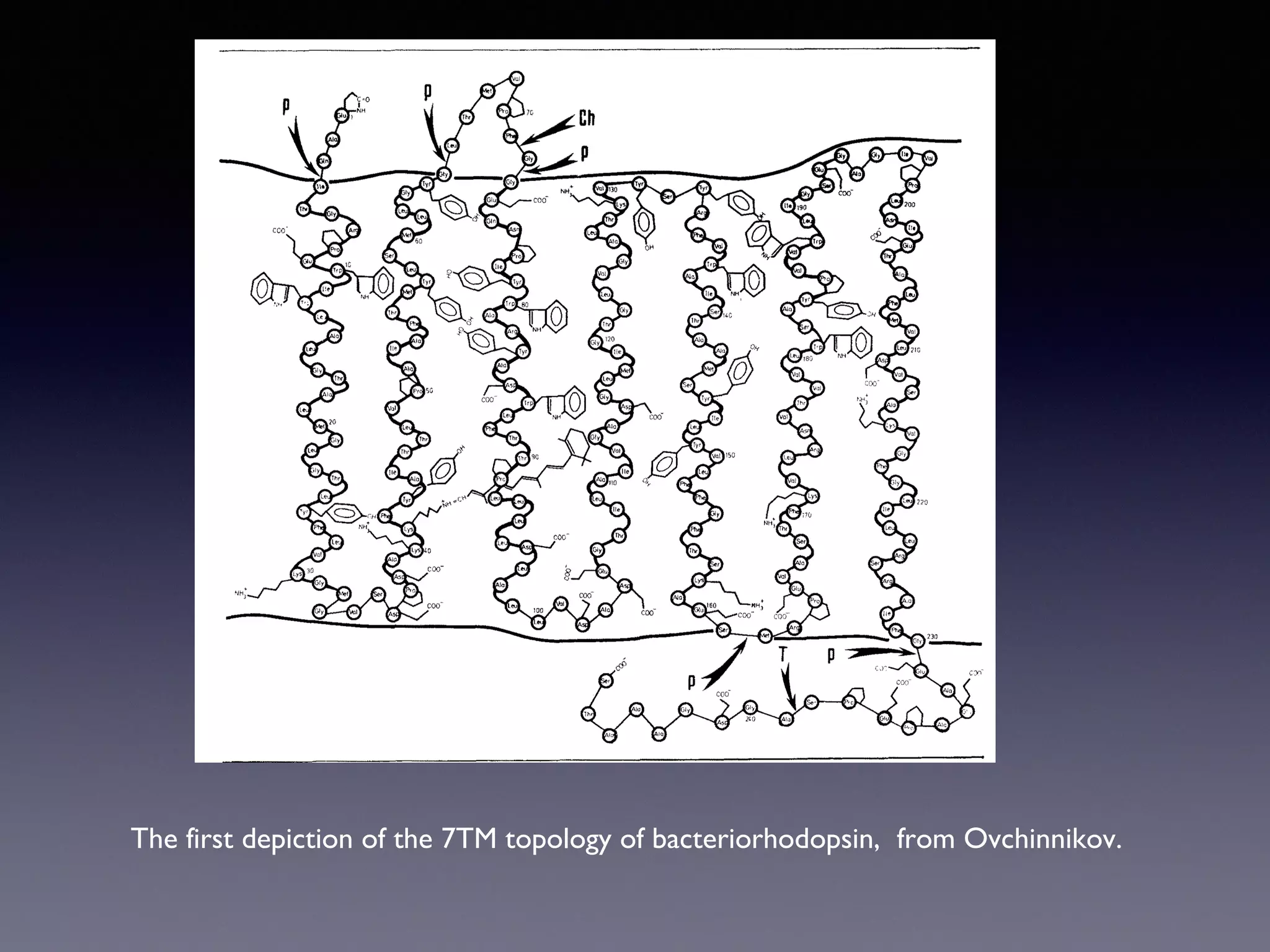 The first depiction of the 7TM topology of bacteriorhodopsin, from Ovchinnikov.

 