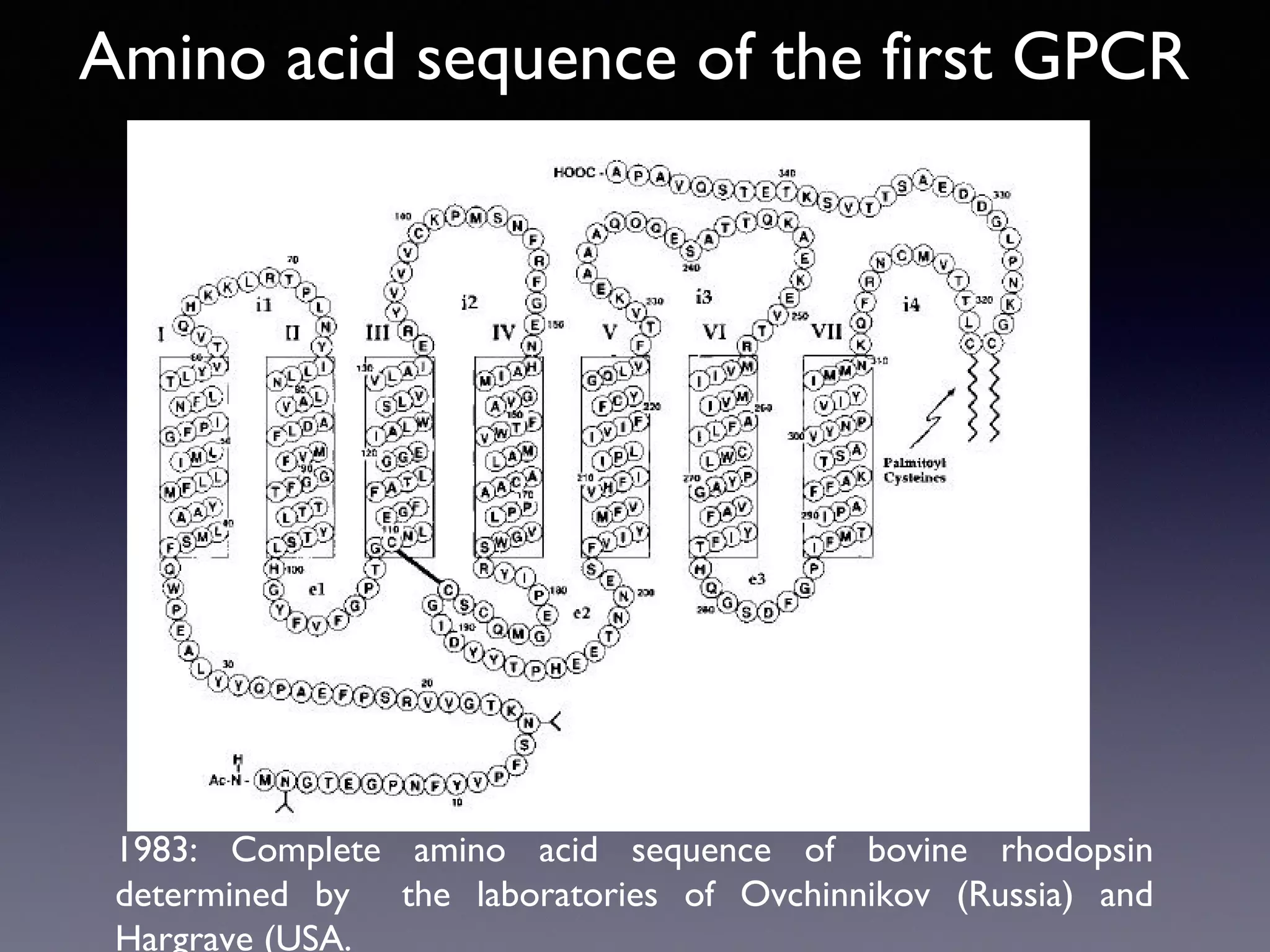 Amino acid sequence of the first GPCR

1983: Complete amino acid sequence of bovine rhodopsin
determined by the laboratories of Ovchinnikov (Russia) and
Hargrave (USA.

 