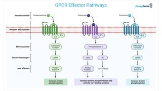 G-Protein-Coupled Receptors (GPCRs): Structure, Mechanism, and ...