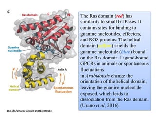 Gpcr Ras Gpcr in plants | PPTX