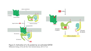 GPCRs and their second messengers