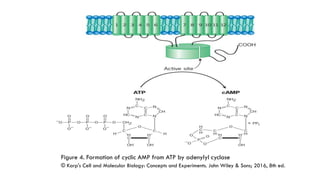 GPCRs and their second messengers