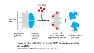 GPCRs and their second messengers