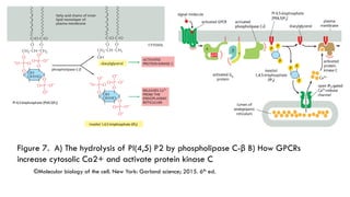 GPCRs and their second messengers