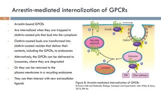GPCRs and their second messengers