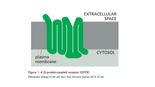 GPCRs and their second messengers
