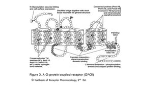 GPCRs and their second messengers