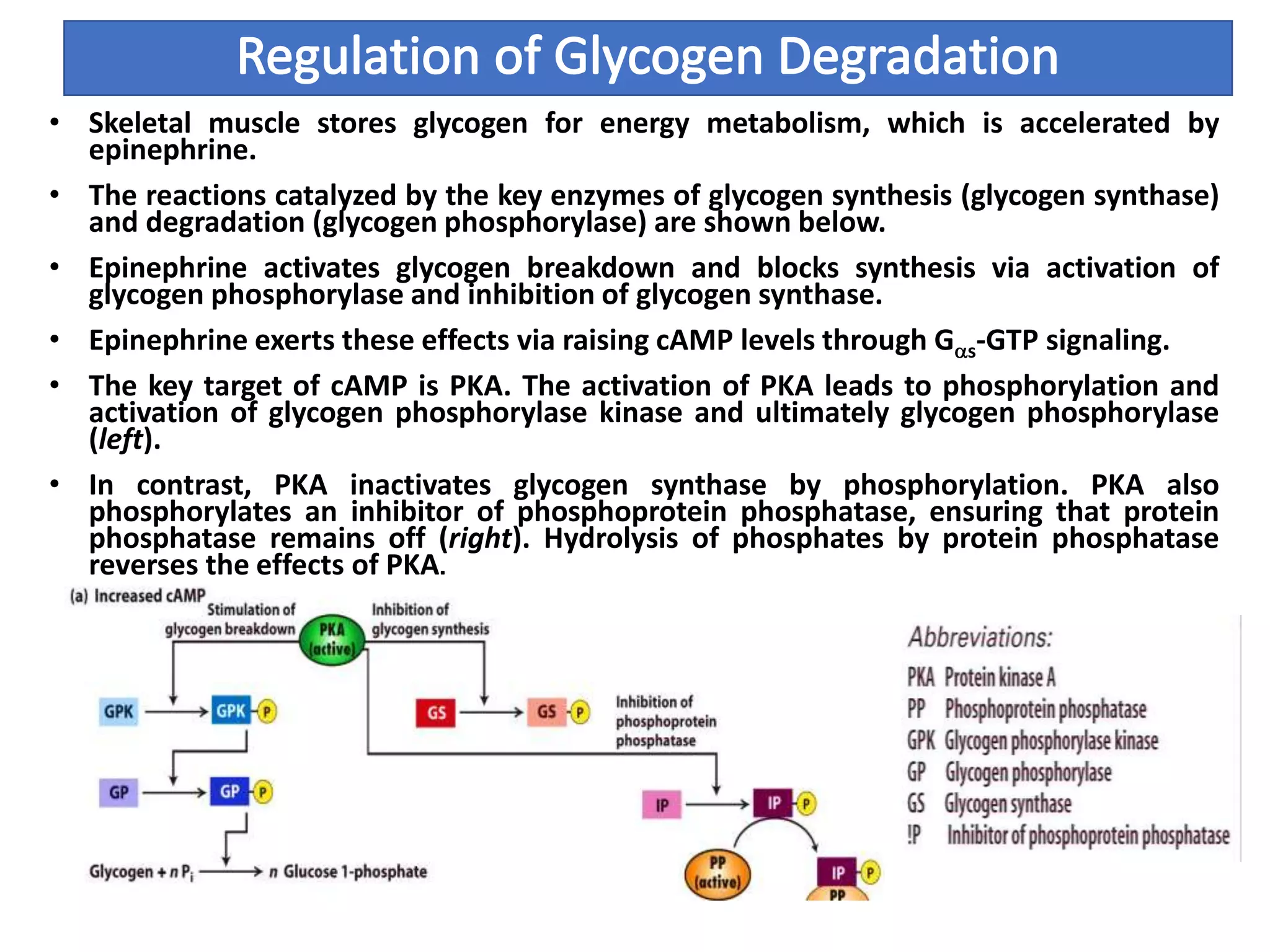 • Skeletal muscle stores glycogen for energy metabolism, which is accelerated by
epinephrine.
• The reactions catalyzed by the key enzymes of glycogen synthesis (glycogen synthase)
and degradation (glycogen phosphorylase) are shown below.
• Epinephrine activates glycogen breakdown and blocks synthesis via activation of
glycogen phosphorylase and inhibition of glycogen synthase.
• Epinephrine exerts these effects via raising cAMP levels through Gas-GTP signaling.
• The key target of cAMP is PKA. The activation of PKA leads to phosphorylation and
activation of glycogen phosphorylase kinase and ultimately glycogen phosphorylase
(left).
• In contrast, PKA inactivates glycogen synthase by phosphorylation. PKA also
phosphorylates an inhibitor of phosphoprotein phosphatase, ensuring that protein
phosphatase remains off (right). Hydrolysis of phosphates by protein phosphatase
reverses the effects of PKA.
 