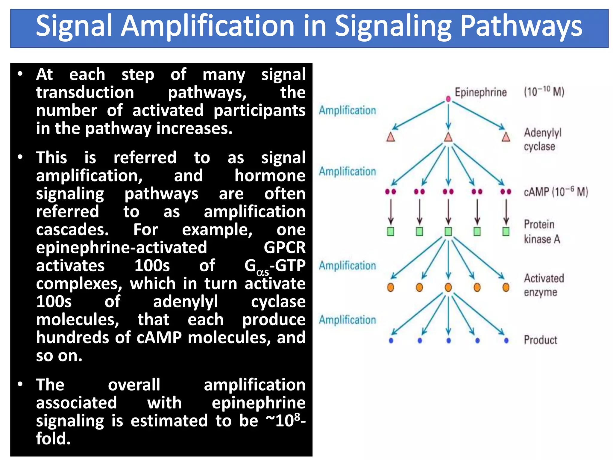 • At each step of many signal
transduction pathways, the
number of activated participants
in the pathway increases.
• This is referred to as signal
amplification, and hormone
signaling pathways are often
referred to as amplification
cascades. For example, one
epinephrine-activated GPCR
activates 100s of Gas-GTP
complexes, which in turn activate
100s of adenylyl cyclase
molecules, that each produce
hundreds of cAMP molecules, and
so on.
• The overall amplification
associated with epinephrine
signaling is estimated to be ~108-
fold.
 
