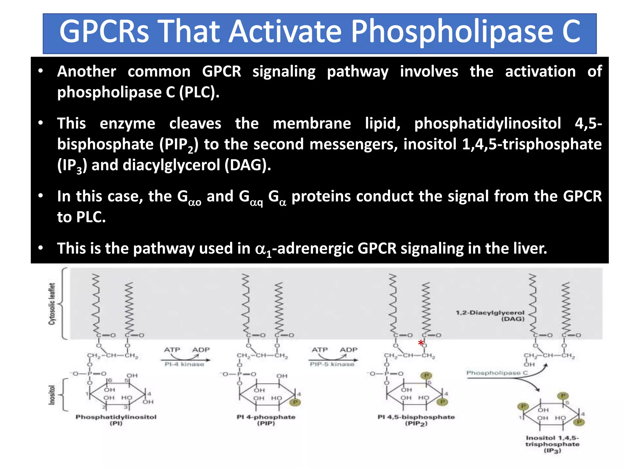 • Another common GPCR signaling pathway involves the activation of
phospholipase C (PLC).
• This enzyme cleaves the membrane lipid, phosphatidylinositol 4,5-
bisphosphate (PIP2) to the second messengers, inositol 1,4,5-trisphosphate
(IP3) and diacylglycerol (DAG).
• In this case, the Gao and Gaq Ga proteins conduct the signal from the GPCR
to PLC.
• This is the pathway used in a1-adrenergic GPCR signaling in the liver.
*
 