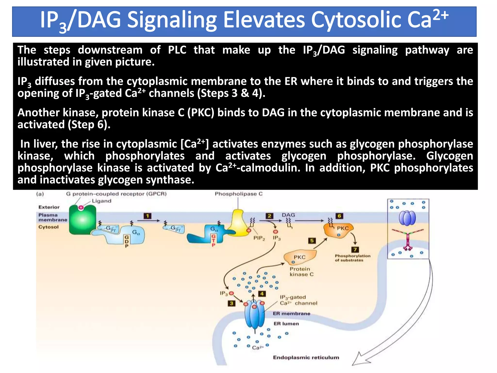 The steps downstream of PLC that make up the IP3/DAG signaling pathway are
illustrated in given picture.
IP3 diffuses from the cytoplasmic membrane to the ER where it binds to and triggers the
opening of IP3-gated Ca2+ channels (Steps 3 & 4).
Another kinase, protein kinase C (PKC) binds to DAG in the cytoplasmic membrane and is
activated (Step 6).
In liver, the rise in cytoplasmic [Ca2+] activates enzymes such as glycogen phosphorylase
kinase, which phosphorylates and activates glycogen phosphorylase. Glycogen
phosphorylase kinase is activated by Ca2+-calmodulin. In addition, PKC phosphorylates
and inactivates glycogen synthase.
 