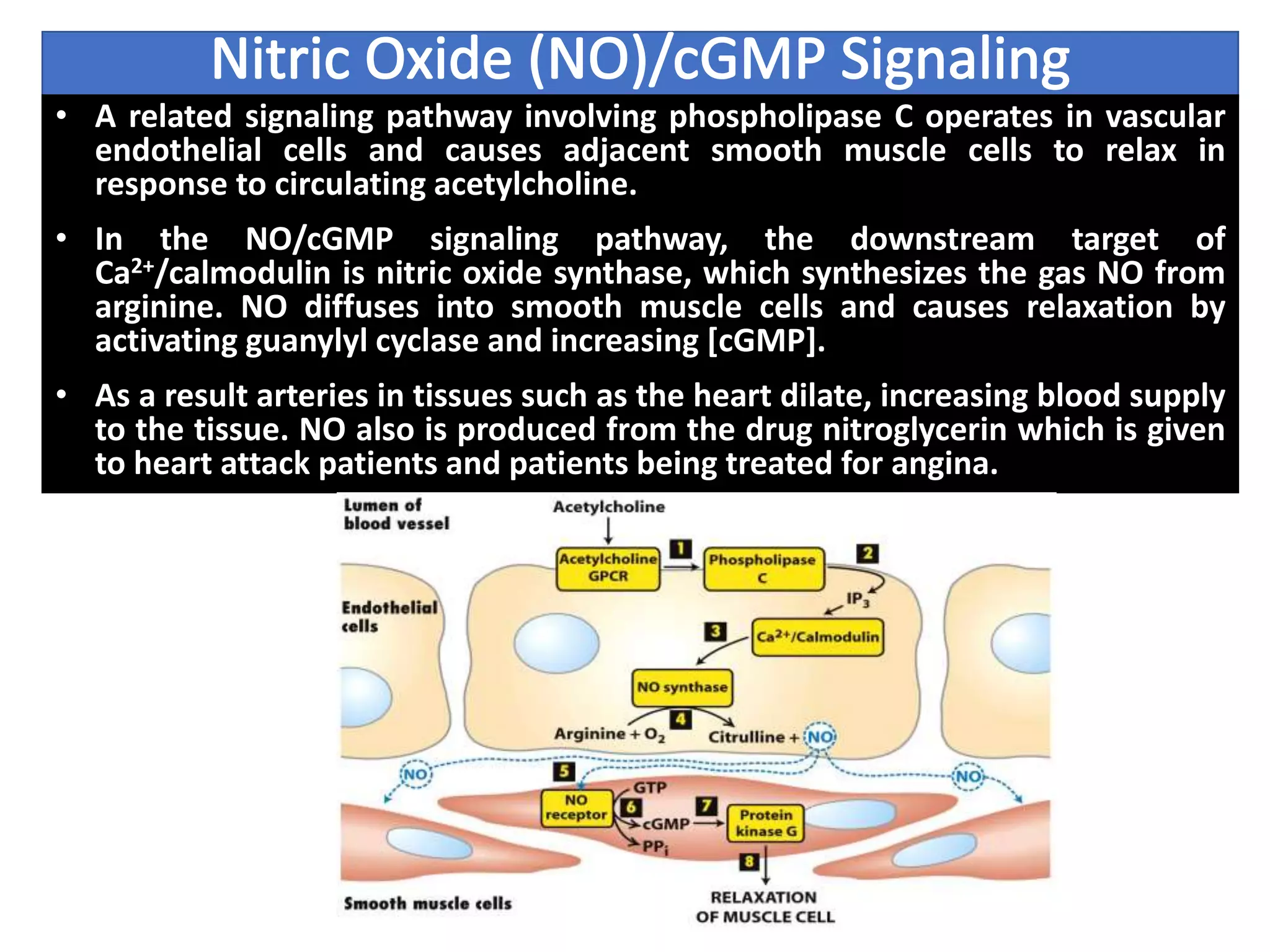 • A related signaling pathway involving phospholipase C operates in vascular
endothelial cells and causes adjacent smooth muscle cells to relax in
response to circulating acetylcholine.
• In the NO/cGMP signaling pathway, the downstream target of
Ca2+/calmodulin is nitric oxide synthase, which synthesizes the gas NO from
arginine. NO diffuses into smooth muscle cells and causes relaxation by
activating guanylyl cyclase and increasing [cGMP].
• As a result arteries in tissues such as the heart dilate, increasing blood supply
to the tissue. NO also is produced from the drug nitroglycerin which is given
to heart attack patients and patients being treated for angina.
 