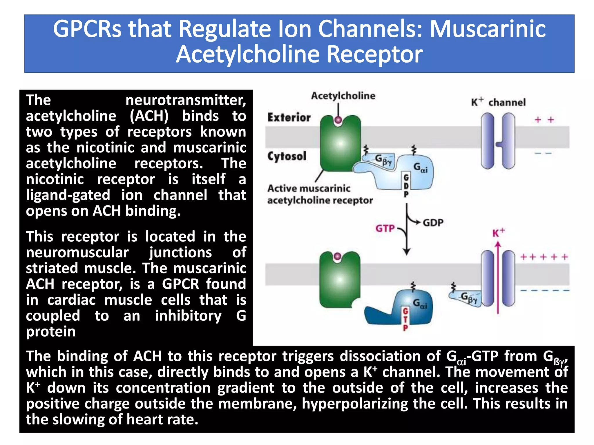 The neurotransmitter,
acetylcholine (ACH) binds to
two types of receptors known
as the nicotinic and muscarinic
acetylcholine receptors. The
nicotinic receptor is itself a
ligand-gated ion channel that
opens on ACH binding.
This receptor is located in the
neuromuscular junctions of
striated muscle. The muscarinic
ACH receptor, is a GPCR found
in cardiac muscle cells that is
coupled to an inhibitory G
protein
The binding of ACH to this receptor triggers dissociation of Gai-GTP from Gßg,
which in this case, directly binds to and opens a K+ channel. The movement of
K+ down its concentration gradient to the outside of the cell, increases the
positive charge outside the membrane, hyperpolarizing the cell. This results in
the slowing of heart rate.
 