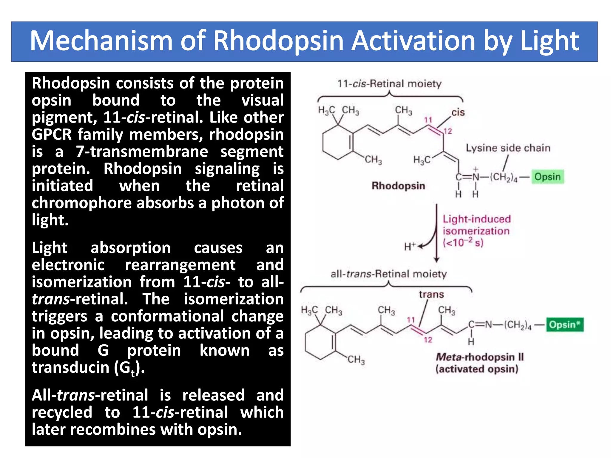 Rhodopsin consists of the protein
opsin bound to the visual
pigment, 11-cis-retinal. Like other
GPCR family members, rhodopsin
is a 7-transmembrane segment
protein. Rhodopsin signaling is
initiated when the retinal
chromophore absorbs a photon of
light.
Light absorption causes an
electronic rearrangement and
isomerization from 11-cis- to all-
trans-retinal. The isomerization
triggers a conformational change
in opsin, leading to activation of a
bound G protein known as
transducin (Gt).
All-trans-retinal is released and
recycled to 11-cis-retinal which
later recombines with opsin.
 