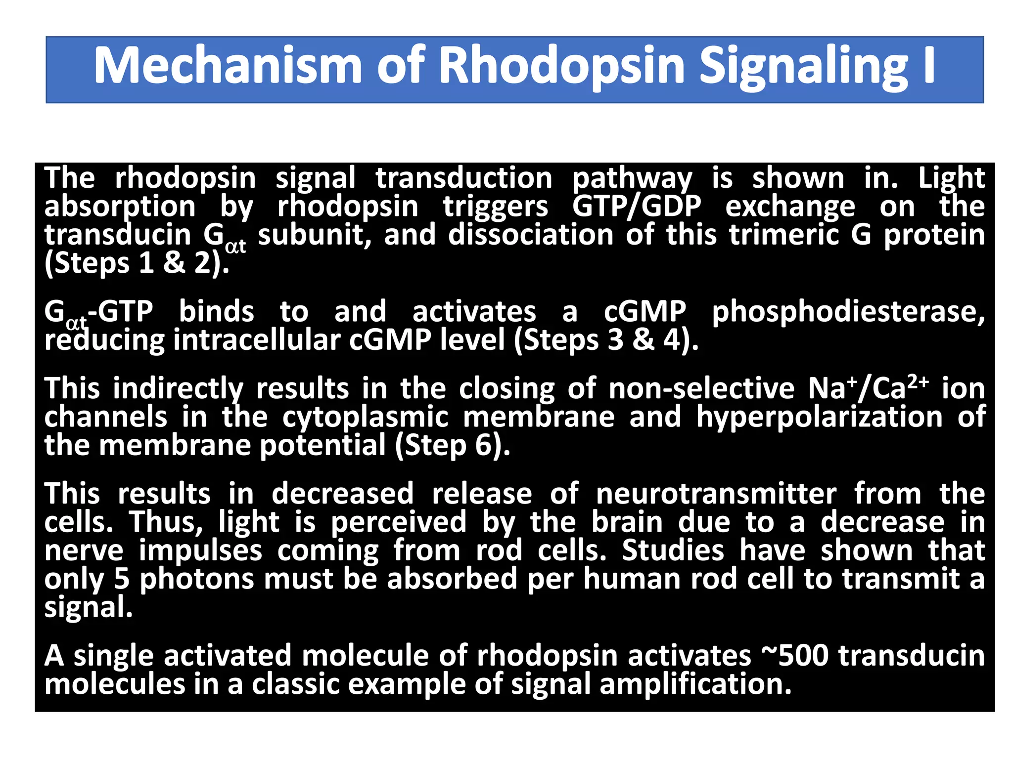 The rhodopsin signal transduction pathway is shown in. Light
absorption by rhodopsin triggers GTP/GDP exchange on the
transducin Gat subunit, and dissociation of this trimeric G protein
(Steps 1 & 2).
Gat-GTP binds to and activates a cGMP phosphodiesterase,
reducing intracellular cGMP level (Steps 3 & 4).
This indirectly results in the closing of non-selective Na+/Ca2+ ion
channels in the cytoplasmic membrane and hyperpolarization of
the membrane potential (Step 6).
This results in decreased release of neurotransmitter from the
cells. Thus, light is perceived by the brain due to a decrease in
nerve impulses coming from rod cells. Studies have shown that
only 5 photons must be absorbed per human rod cell to transmit a
signal.
A single activated molecule of rhodopsin activates ~500 transducin
molecules in a classic example of signal amplification.
 