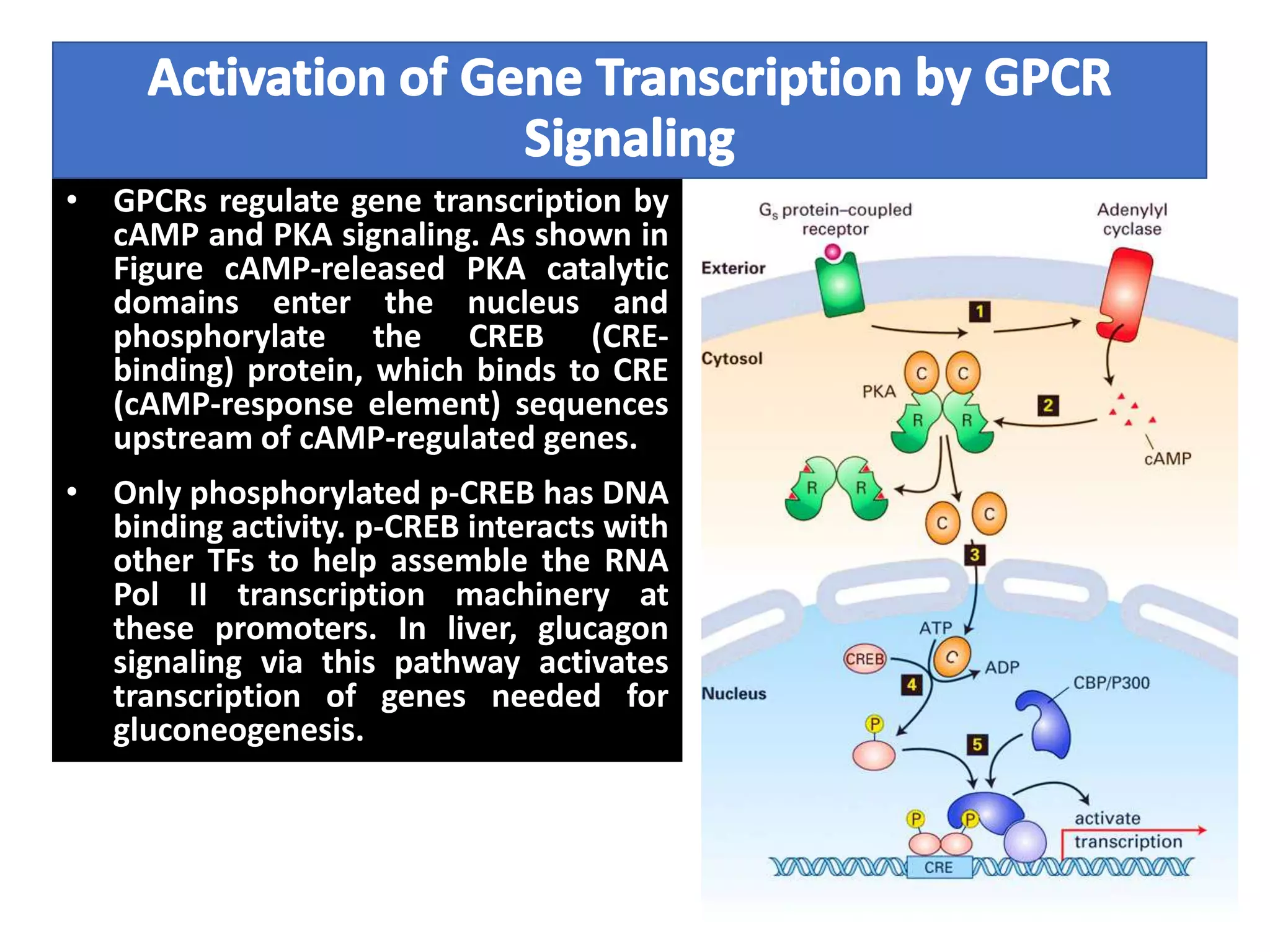 • GPCRs regulate gene transcription by
cAMP and PKA signaling. As shown in
Figure cAMP-released PKA catalytic
domains enter the nucleus and
phosphorylate the CREB (CRE-
binding) protein, which binds to CRE
(cAMP-response element) sequences
upstream of cAMP-regulated genes.
• Only phosphorylated p-CREB has DNA
binding activity. p-CREB interacts with
other TFs to help assemble the RNA
Pol II transcription machinery at
these promoters. In liver, glucagon
signaling via this pathway activates
transcription of genes needed for
gluconeogenesis.
 