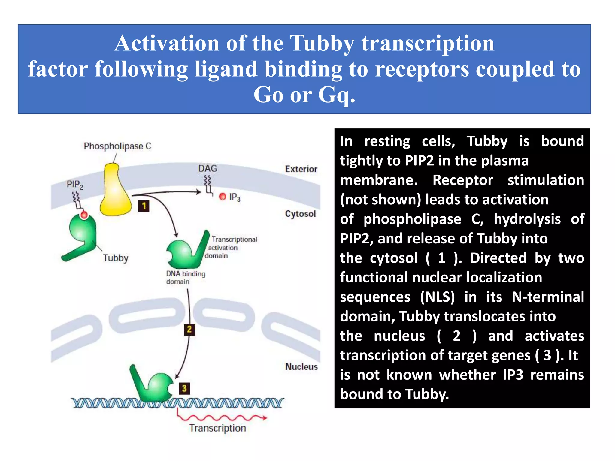 Activation of the Tubby transcription
factor following ligand binding to receptors coupled to
Go or Gq.
In resting cells, Tubby is bound
tightly to PIP2 in the plasma
membrane. Receptor stimulation
(not shown) leads to activation
of phospholipase C, hydrolysis of
PIP2, and release of Tubby into
the cytosol ( 1 ). Directed by two
functional nuclear localization
sequences (NLS) in its N-terminal
domain, Tubby translocates into
the nucleus ( 2 ) and activates
transcription of target genes ( 3 ). It
is not known whether IP3 remains
bound to Tubby.
 